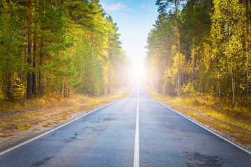 Road, highway in autumn forest