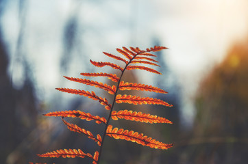Branch of fern with orange leaves on a background of autumn forest