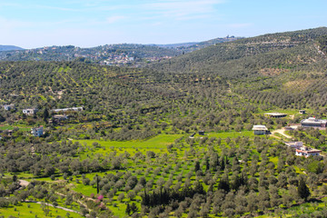 Fototapeta na wymiar Mediterranean mountains olive fields in Tartous - Syria.
