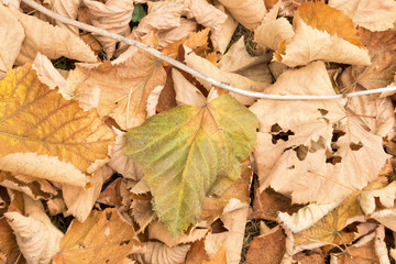 Foglie secche d'autunno