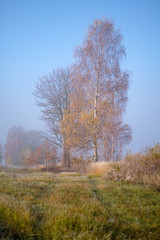 lonely autumn trees hiding in mist
