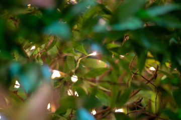 Sparkle Elf Leaf In Trees