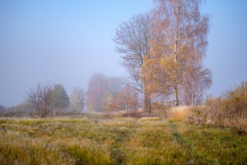 lonely autumn trees hiding in mist