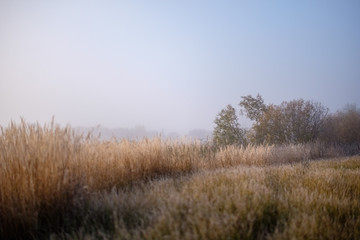 Obraz na płótnie Canvas grass bents in autumn mist at countryside