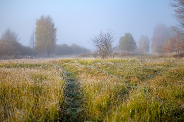 lonely autumn trees hiding in mist