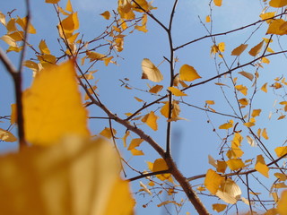 autumn leaves against blue sky