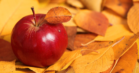 autumn harvest - one red apple is on fallen yellow leaves. Perfect background for autumn season.