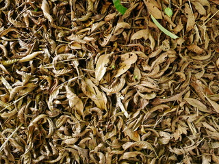 green leaves on white background