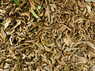 green leaves background