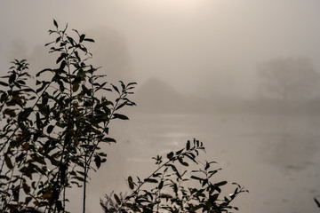 grass bents in autumn mist at countryside