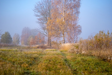 lonely autumn trees hiding in mist