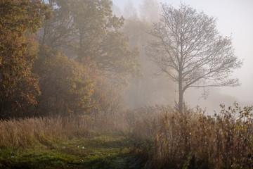 Obraz na płótnie Canvas lonely autumn trees hiding in mist
