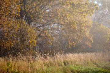 lonely autumn trees hiding in mist