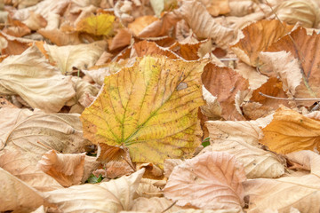 Foglie secche d'autunno