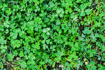Vegetable texture, background: the clover in the rain