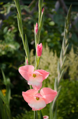 Obraz premium pink gladiolus flower in the garden