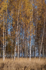 bright yellow colored birch tree leaves and branches in autumn