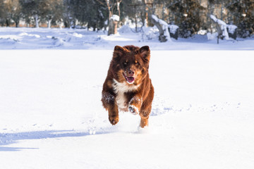 Australian Shepherd Dog Run On The Snow