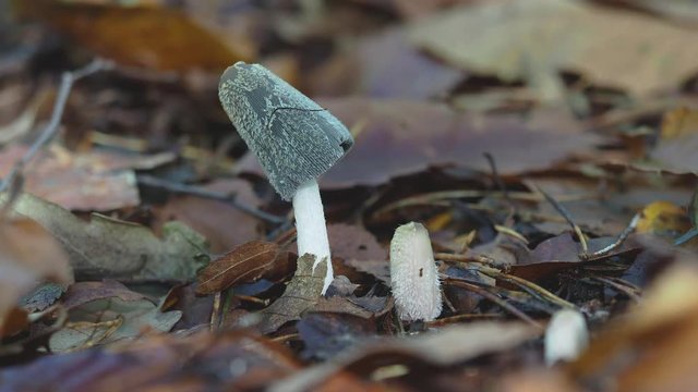 Hare'sfoot Inkcap fungi, Coprinopsis lagopus
