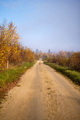 Fototapeta premium country gravel road in autumn colors in fall colors