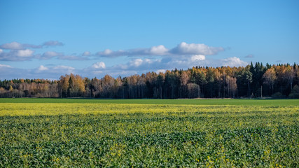 green field in late autumn