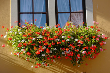 Rothenburg ob der Tauber Blumenfenster