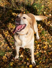 Sunstroke, health of pets in the summer. Labrador. Dogs play with his owner, harmonious relationship, сorrection of behavior, aggressive, bite and barking.  Autumn leaf fall