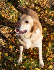 Sunstroke, health of pets in the summer. Labrador. Dogs play with his owner, harmonious relationship, сorrection of behavior, aggressive, bite and barking.  Autumn leaf fall