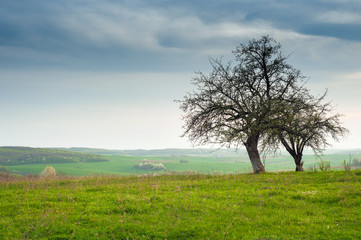 Obraz premium Tree on the field with green fresh grass in the spring. landscape green grass field with blooming tree and blue sky.