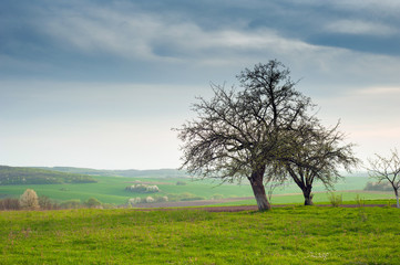 Obraz premium Tree on the field with green fresh grass in the spring. landscape green grass field with blooming tree and blue sky.