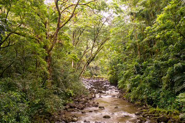 View on a river at the tropical forest of Laupahoehoe Point Beach Park on Big Island, Hawaii (United States)