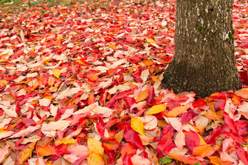 Fall Leaves Like Confetti 