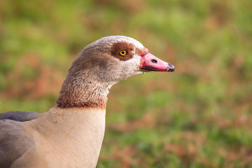 Head shot of Egyptian goose