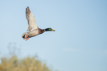 Male Mallard duck in flight wings in the up position
