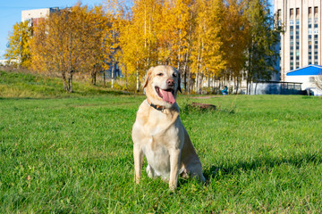 Sunstroke, health of pets in the summer. Labrador. Dogs play with his owner, dogs play with ball and ring,  dog catches on the fly, bite,gnaw and barking. How to protect your dog from overheating.