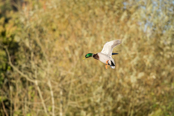 Obraz premium Male Mallard feet up coming into land.