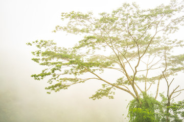 Fototapeta premium Beautiful tropical forest tree in fog at Akaka Falls State Park, Big Island Hawaii (United States)