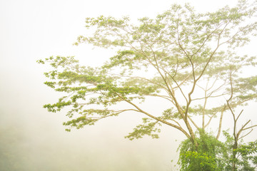 Beautiful tropical forest tree in fog at Akaka Falls State Park, Big Island Hawaii (United States)