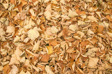 Foglie secche d'autunno