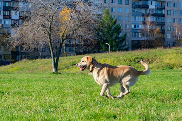 Sunstroke, health of pets in the summer. Labrador. Dogs play with his owner, dogs play with ball and ring,  dog catches on the fly, bite,gnaw and barking. How to protect your dog from overheating.