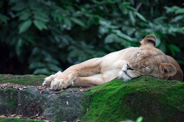 A closeup shot of a female lion or lioness while resting in a forest