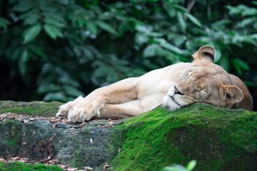 A closeup shot of a female lion or lioness while resting in a forest