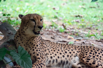 A leopard panthera pardus lying on a green grass under a tree.