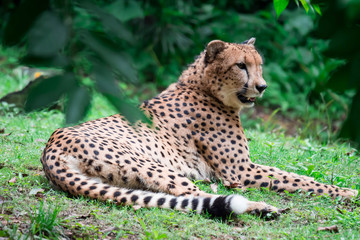 A leopard panthera pardus lying on a green grass under a tree.