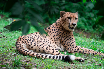 A leopard panthera pardus lying on a green grass under a tree.