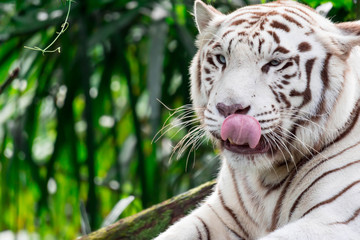 A closeup photo of a white tiger or bengal tiger while staring showing interest by putting out its tongue