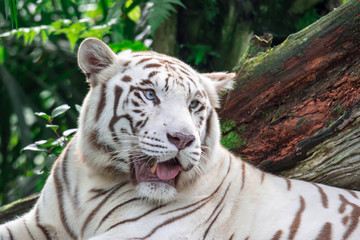 A closeup photo of a white tiger or bengal tiger while staring showing interest on someone