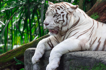 A closeup photo of a white tiger or bengal tiger while staring showing interest on someone