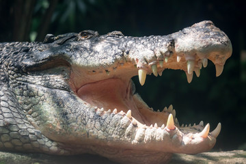 Close up shot of a large sungei buaya or crocodile white lurking for a target.