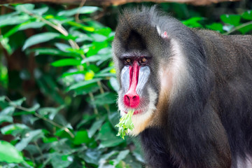 Close up shot of a primate mandrill baboon or genus Mandrillus